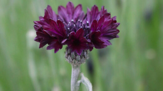 korenbloem