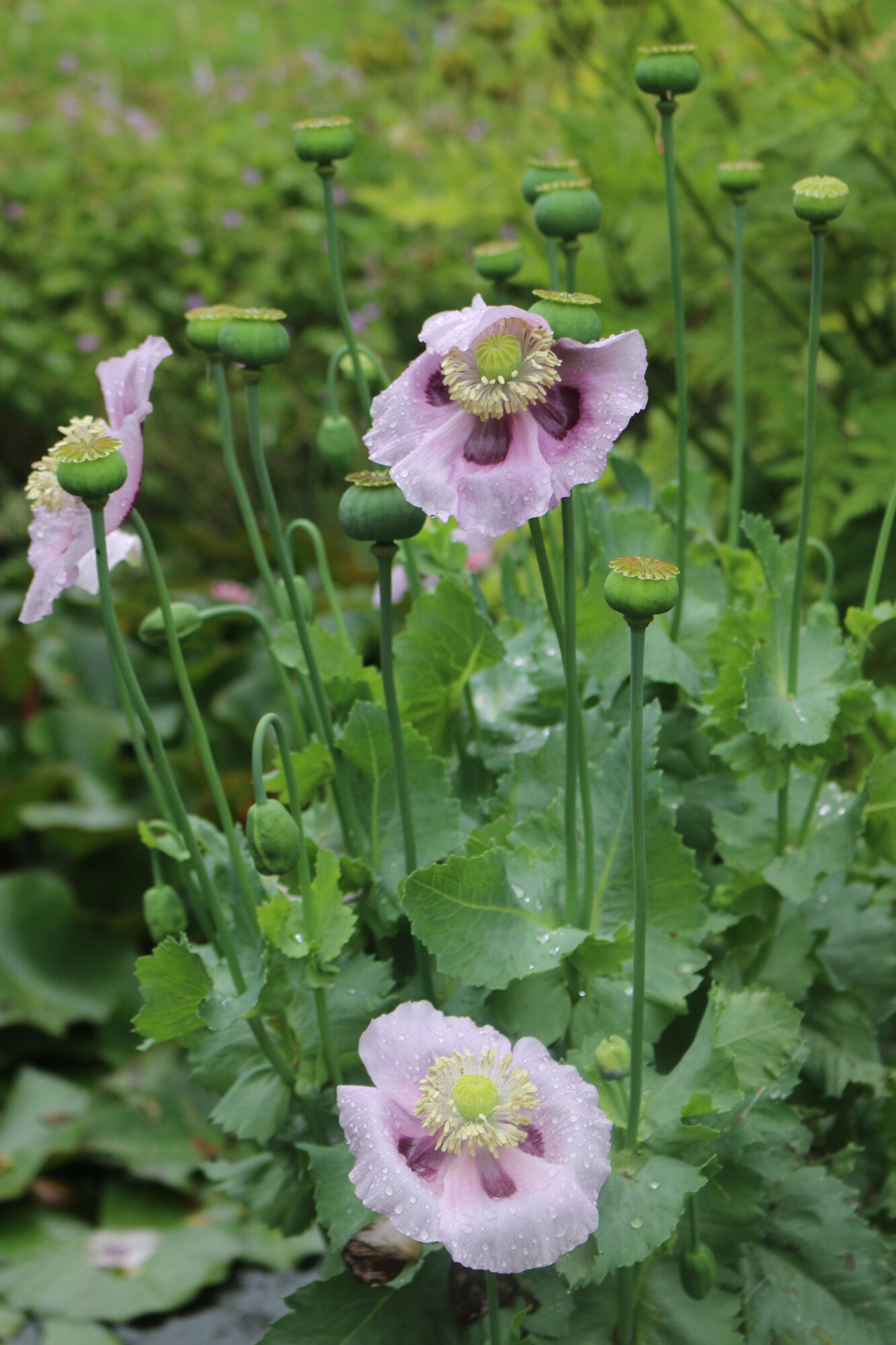 papaver