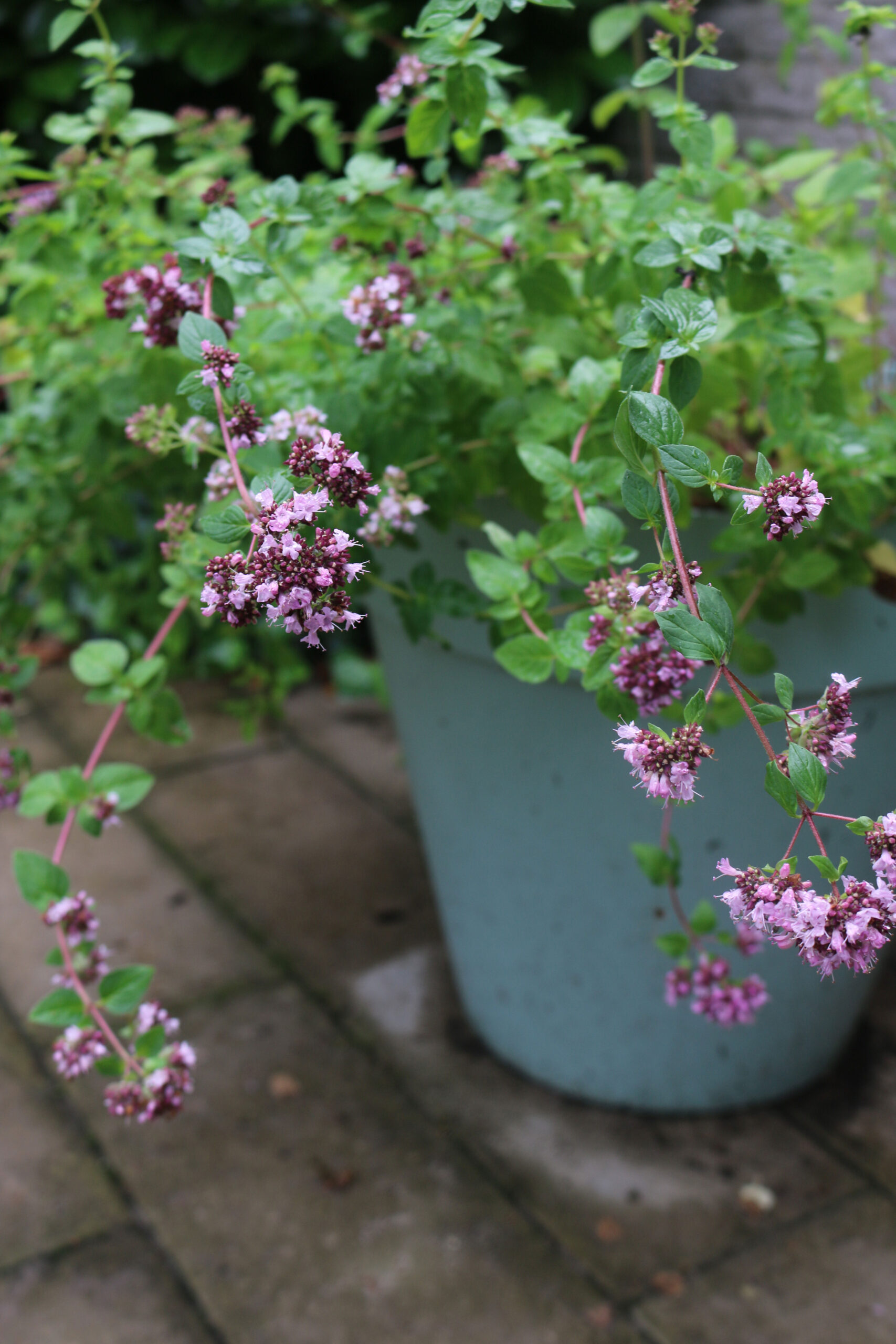 marjolein
