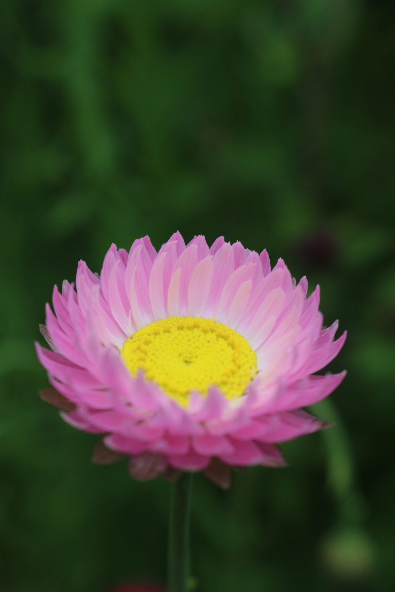 papierbloem
