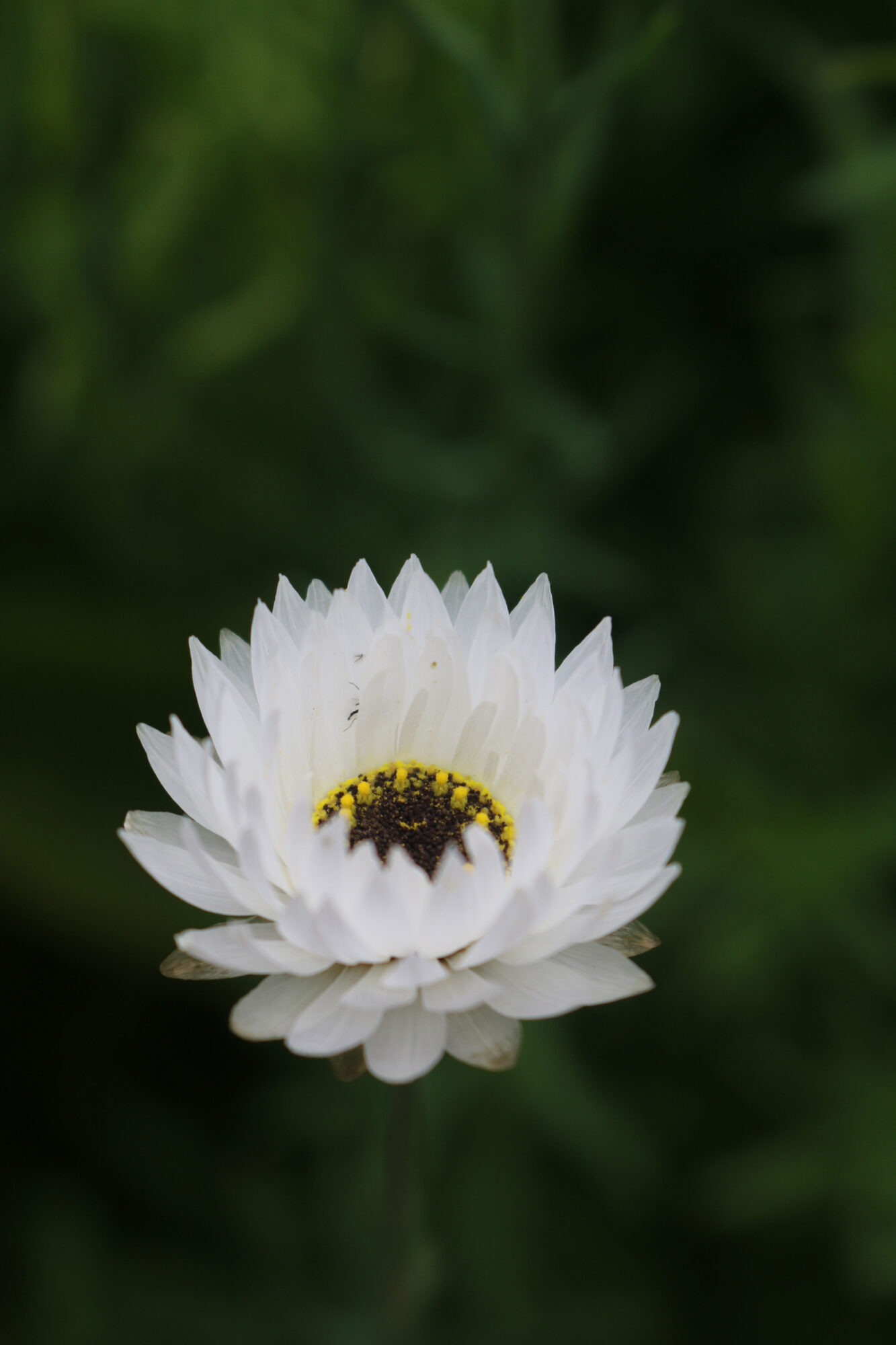 papierbloem