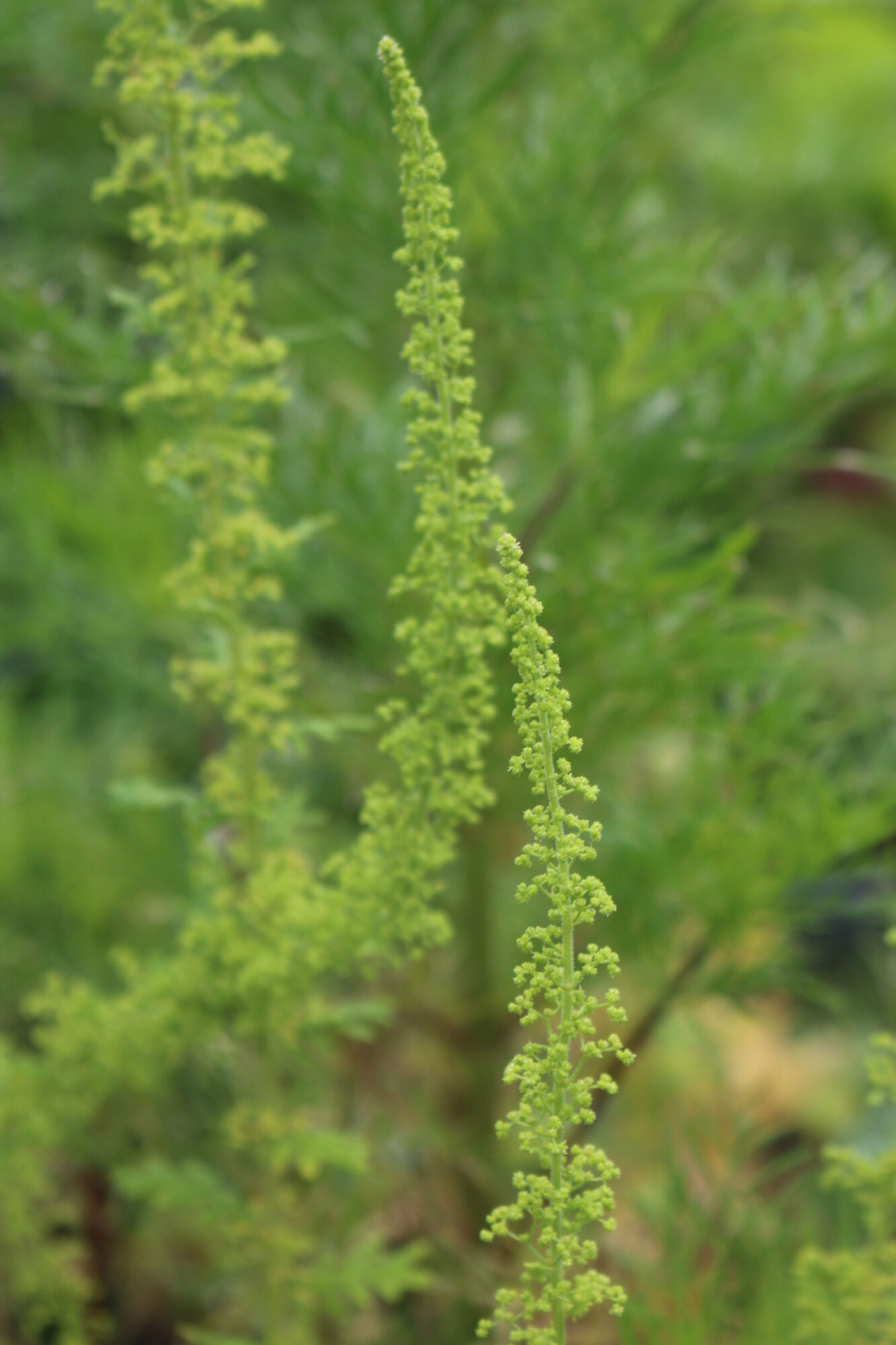 Chenopodium botrys