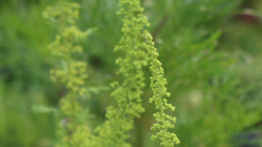 Chenopodium botrys