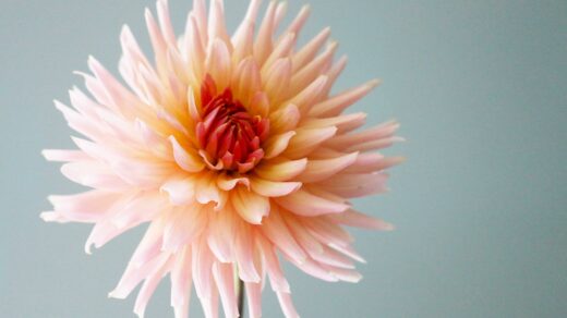 dahlia