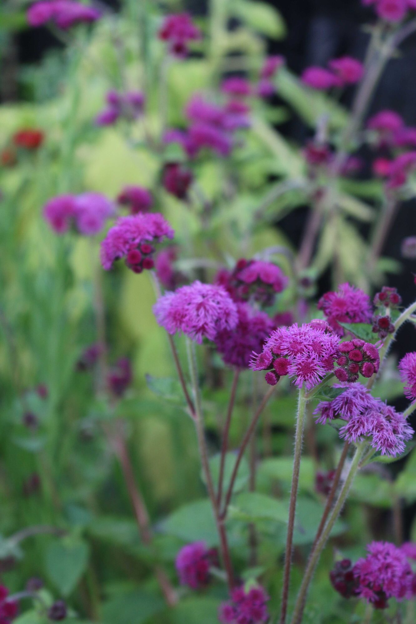 ageratum