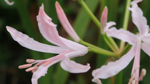 nerine