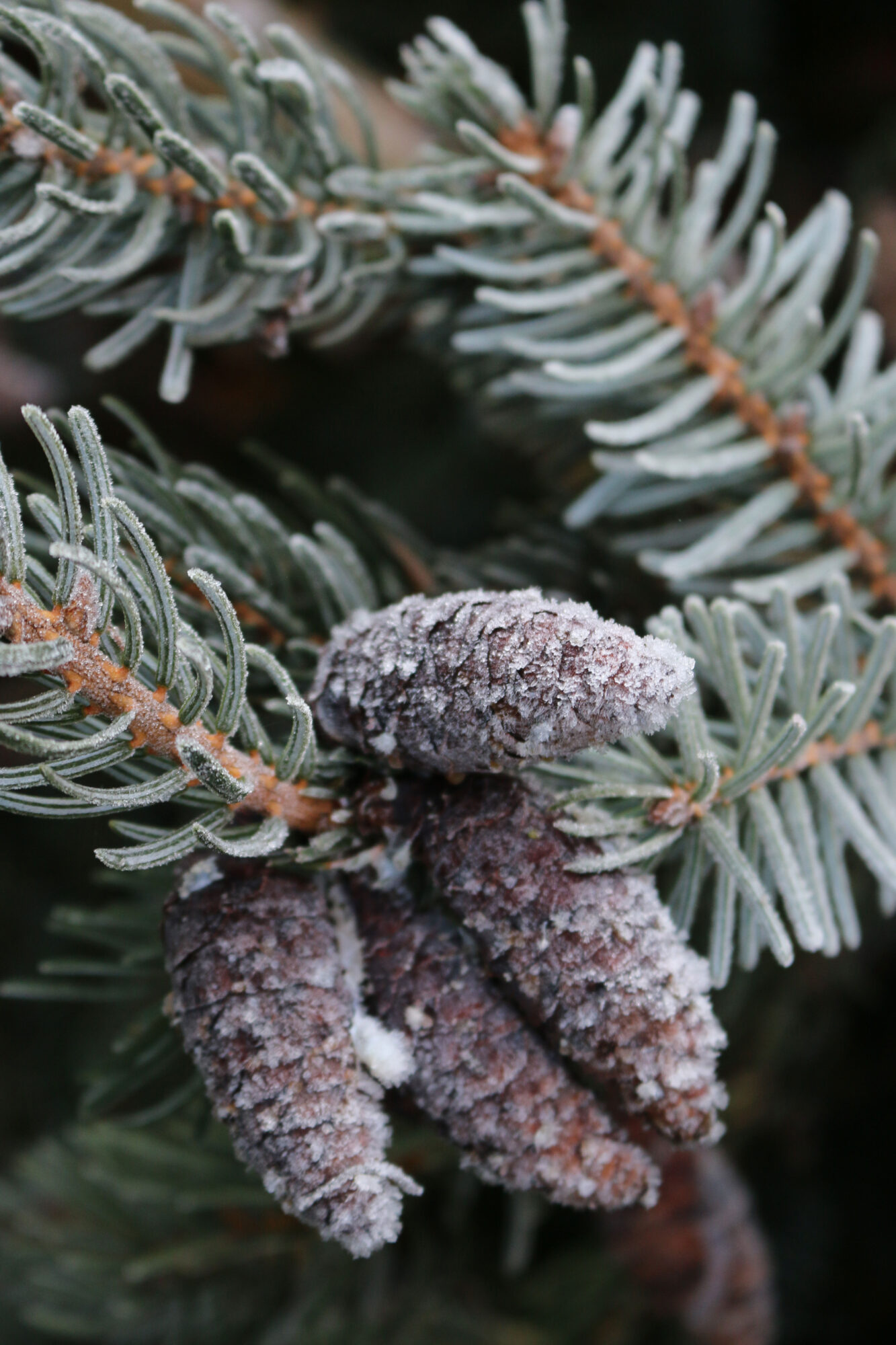 duurzame kerstboom