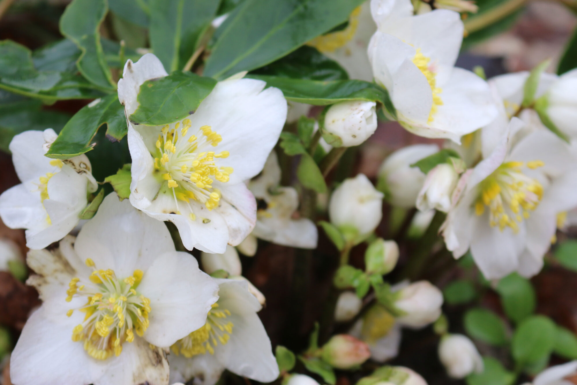 helleborus