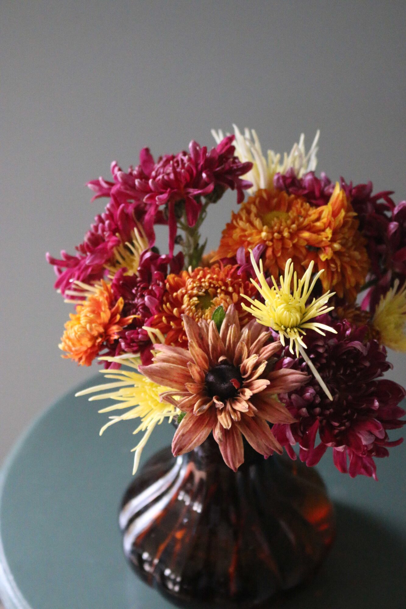 chrysant