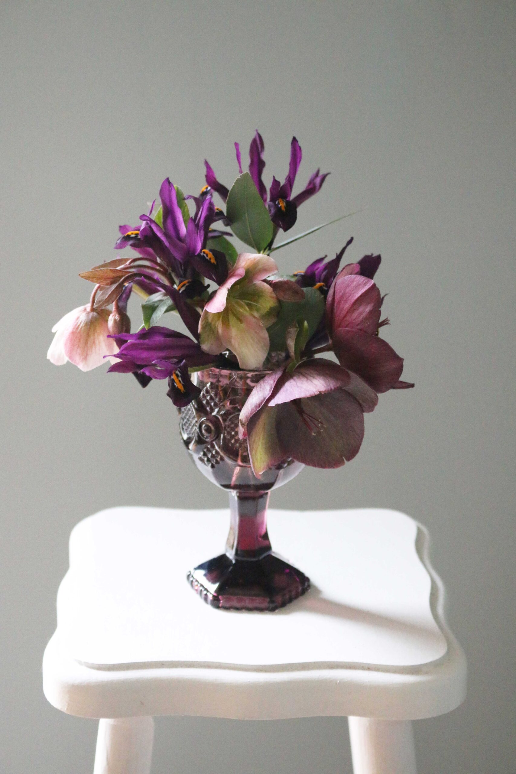 iris reticulata