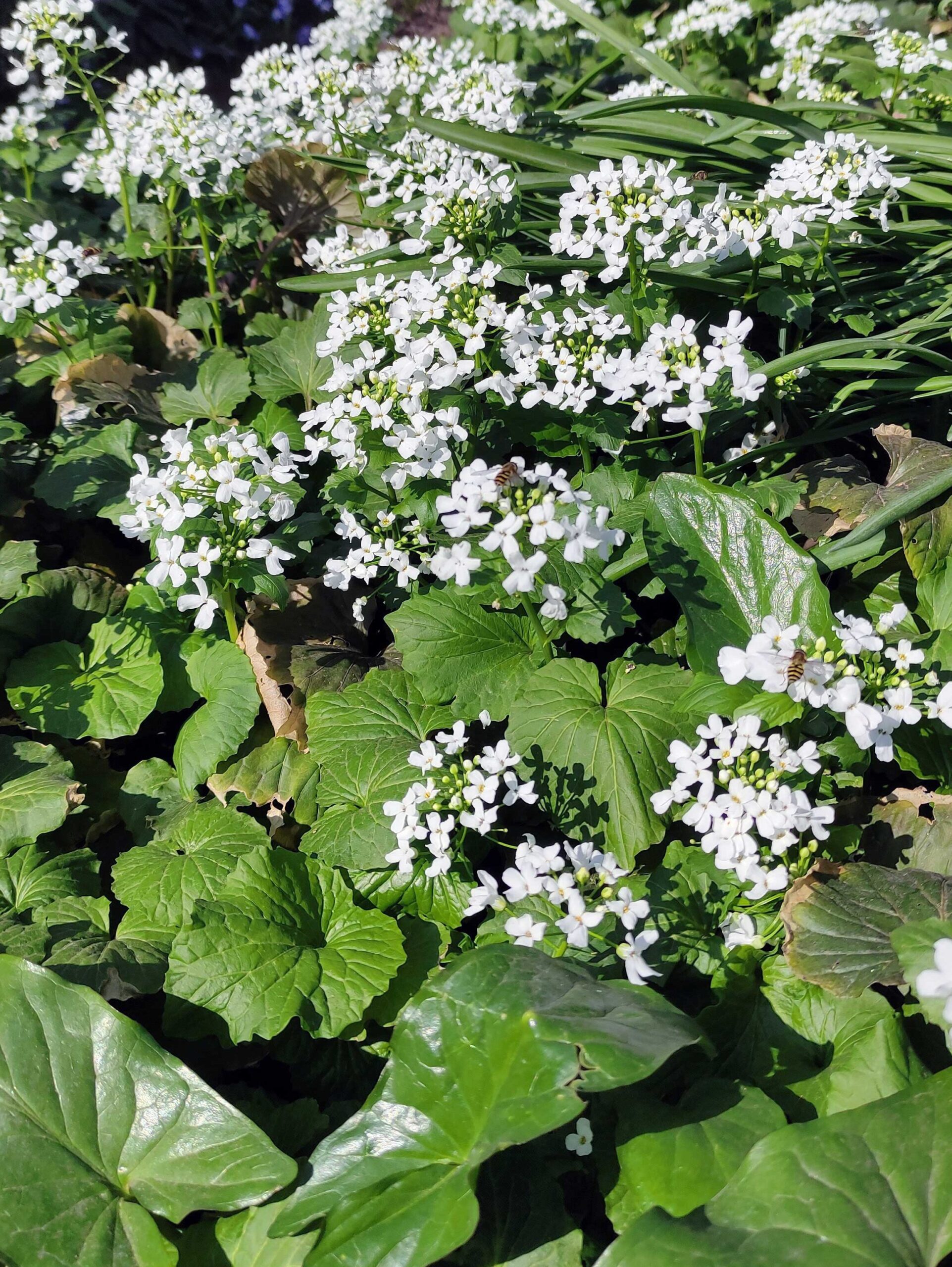 pachyphragma