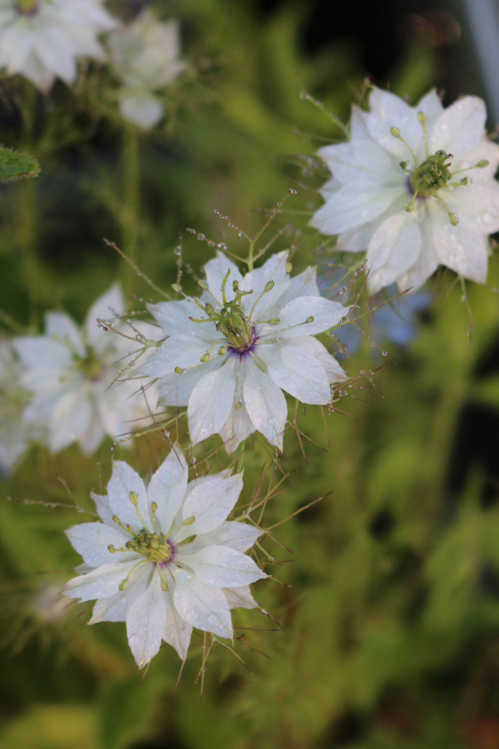 nigella