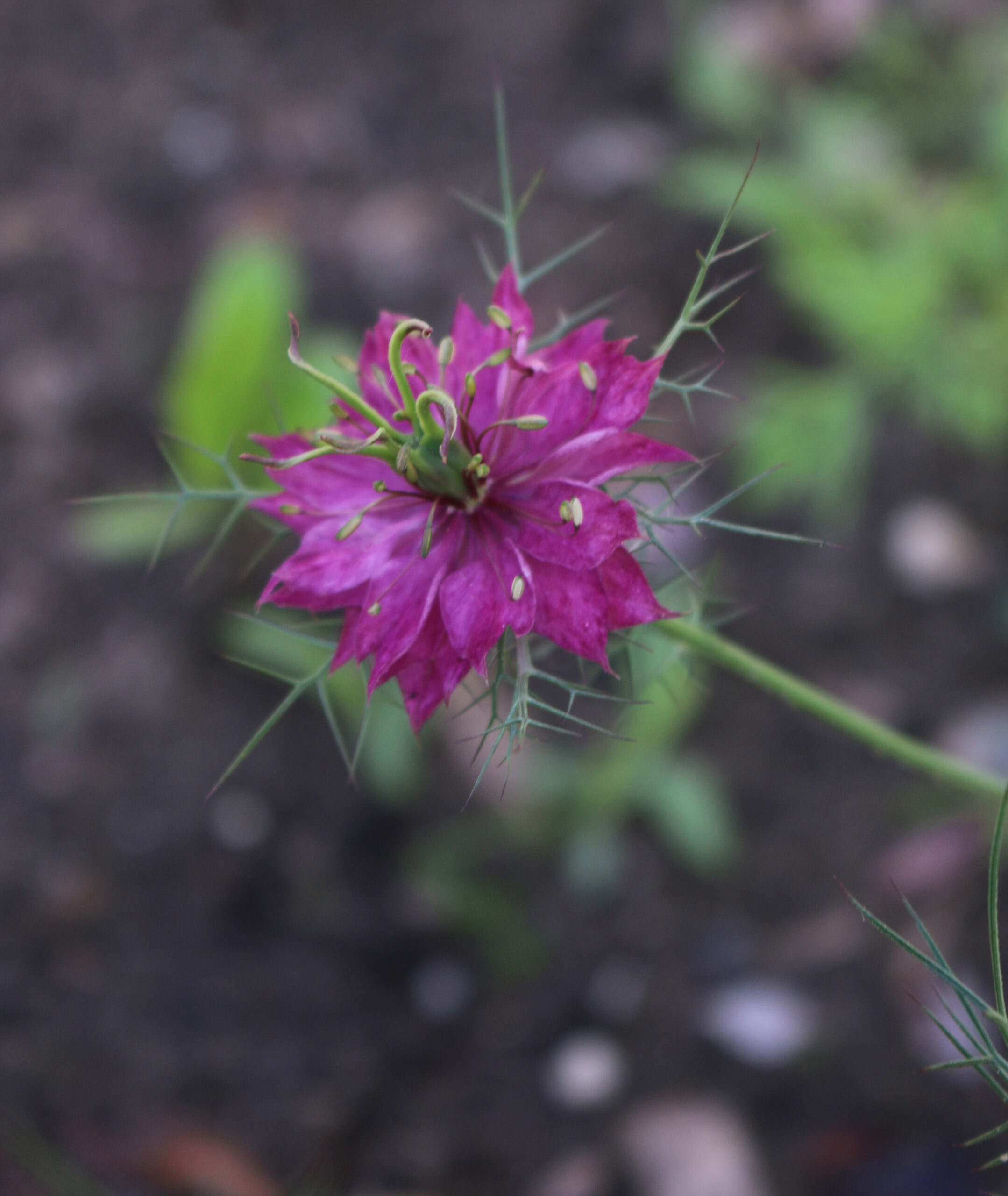 nigella