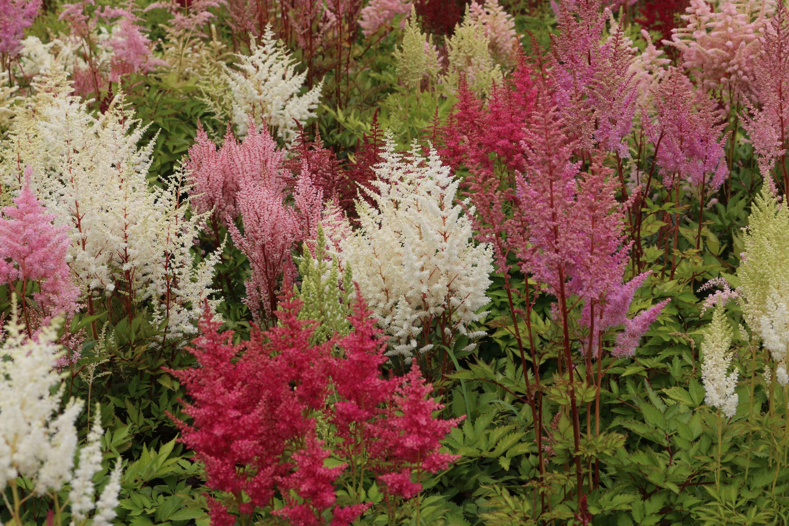astilbe