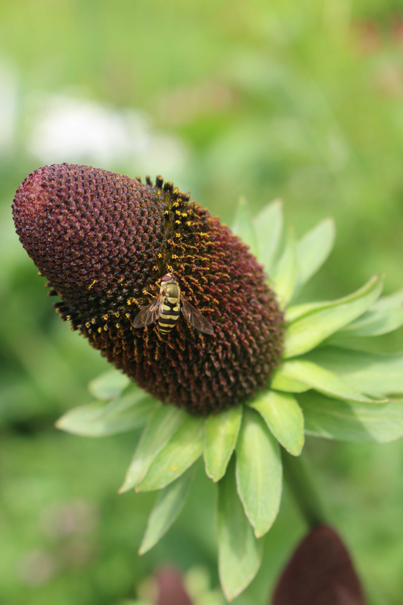 rudbeckia occipitalis 'Green Wizard'