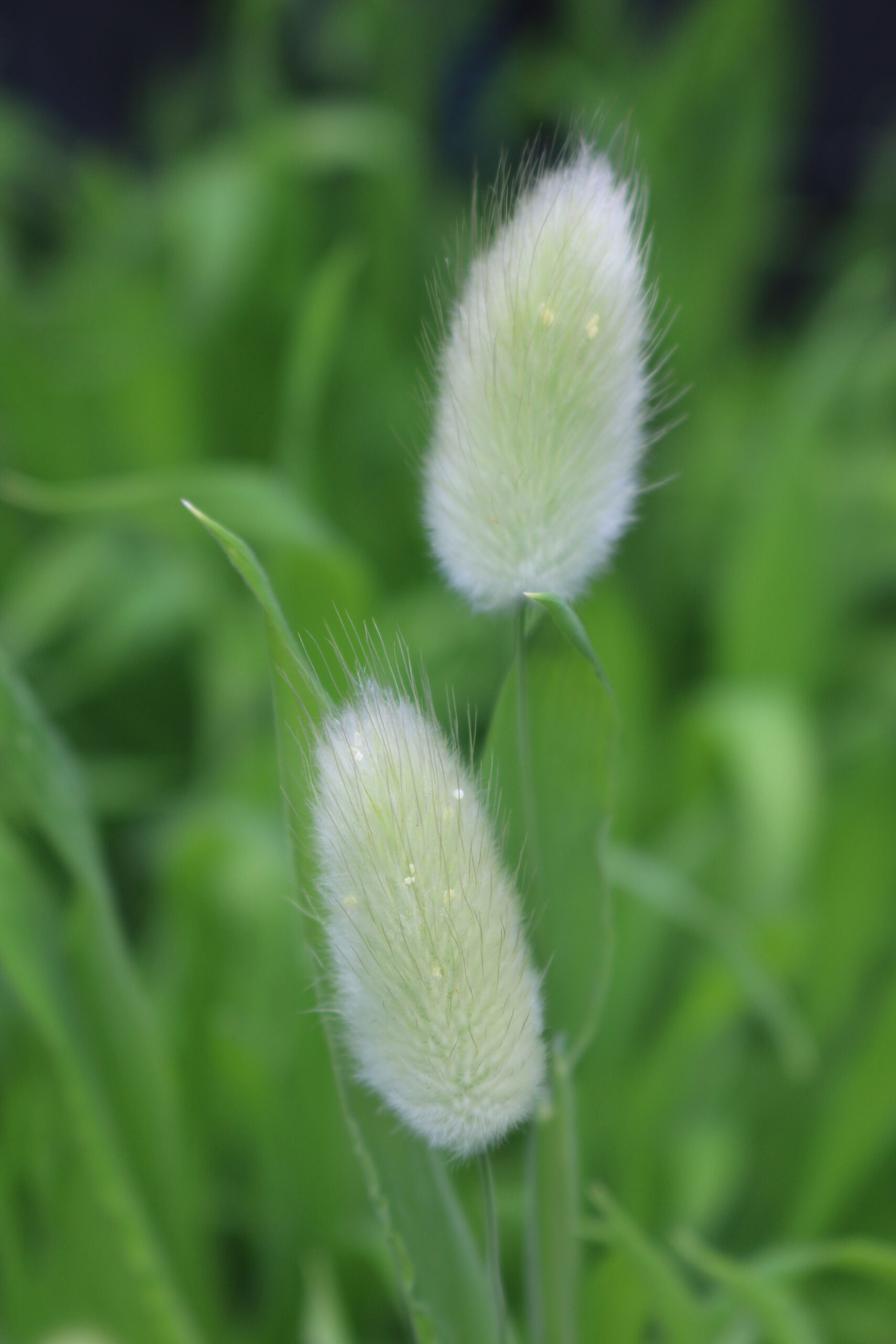 hazenstaartje