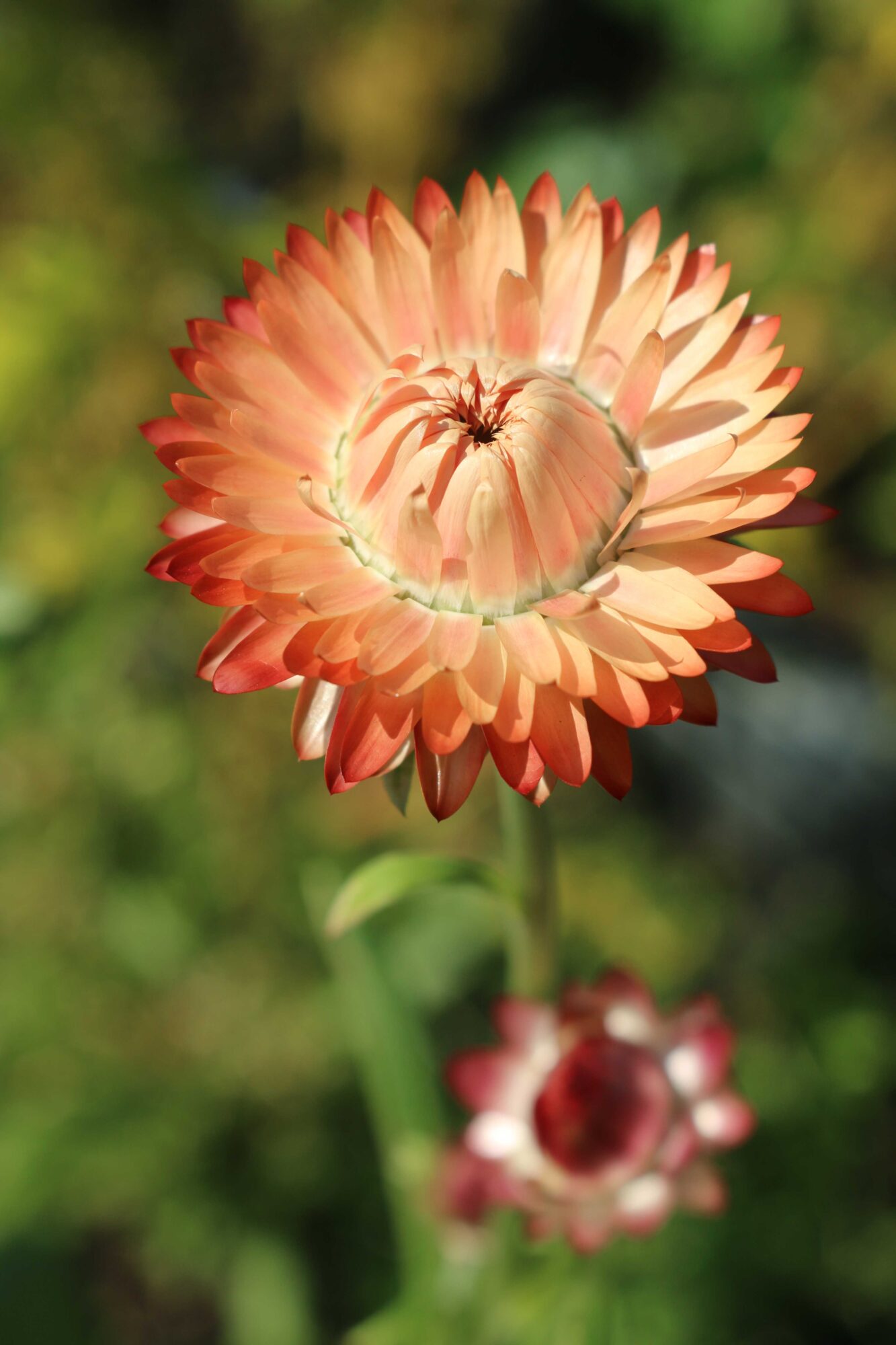strobloem