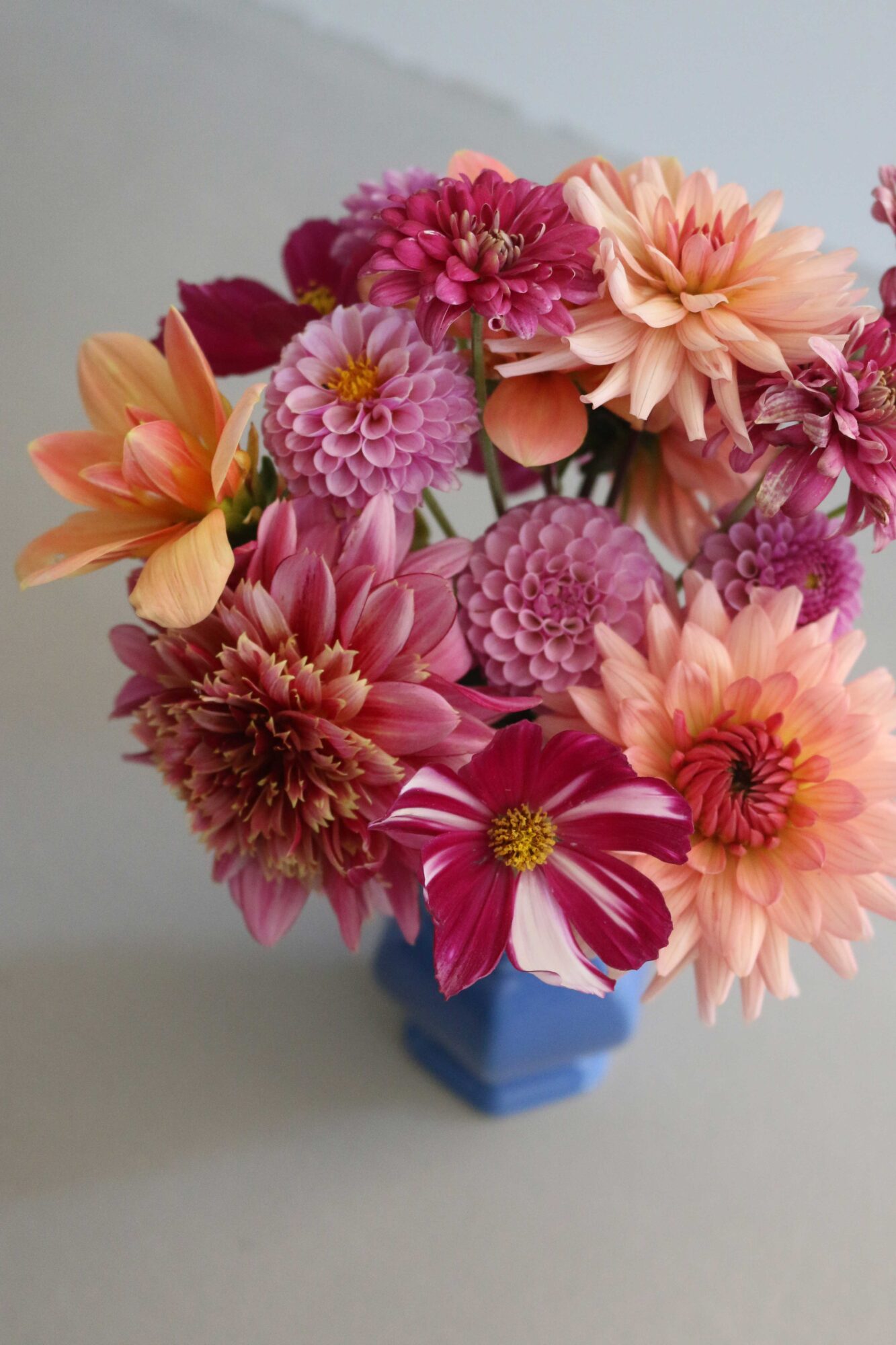 cosmea