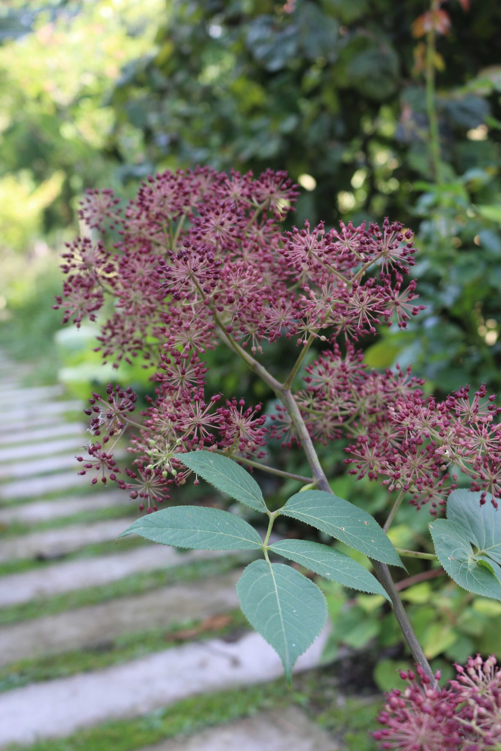 aralia