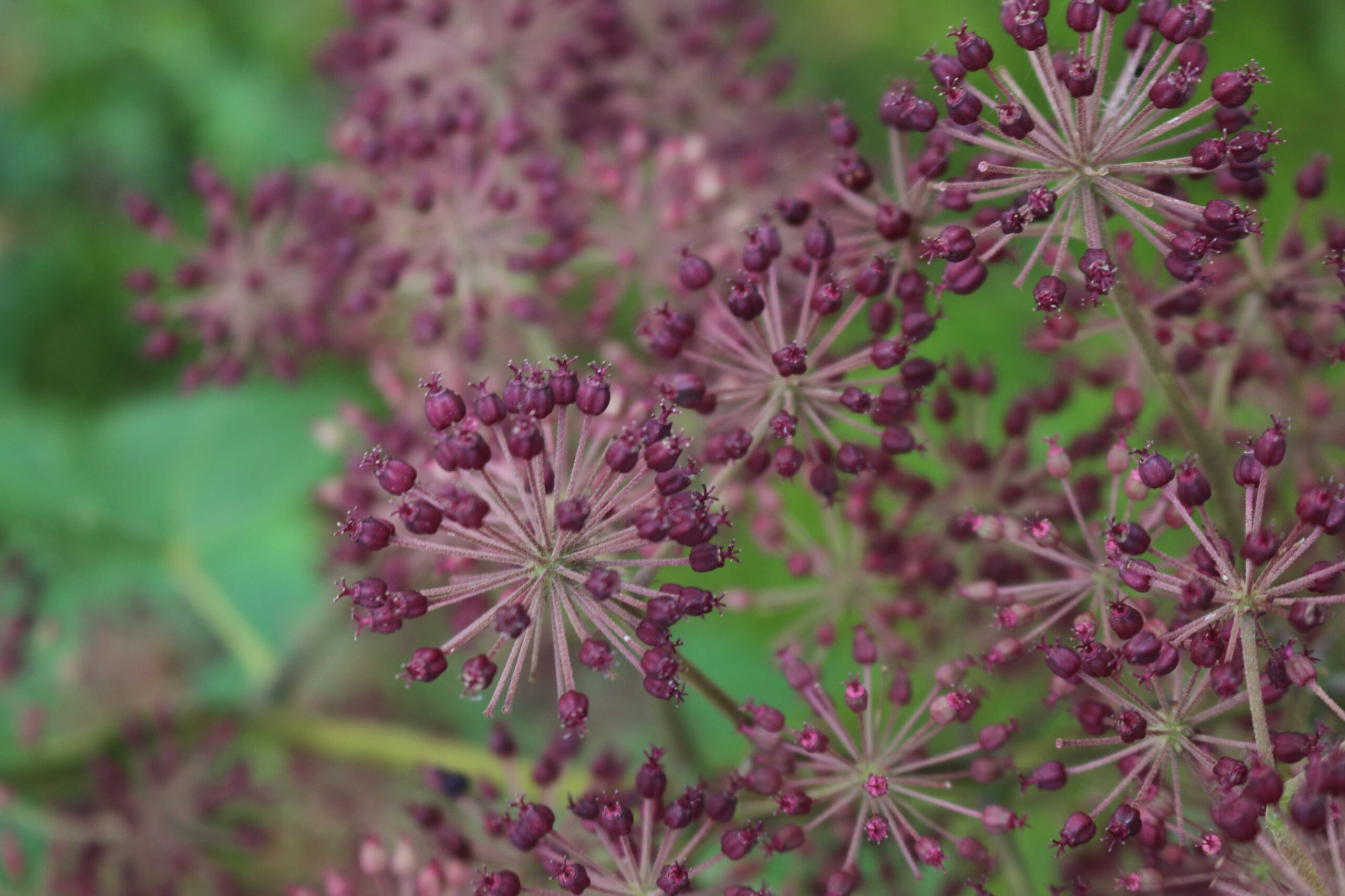 aralia