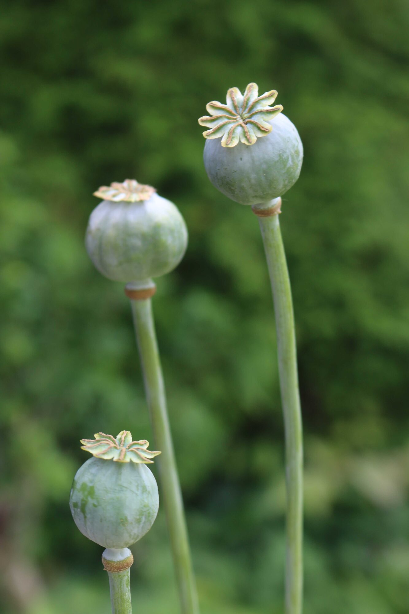 papaver