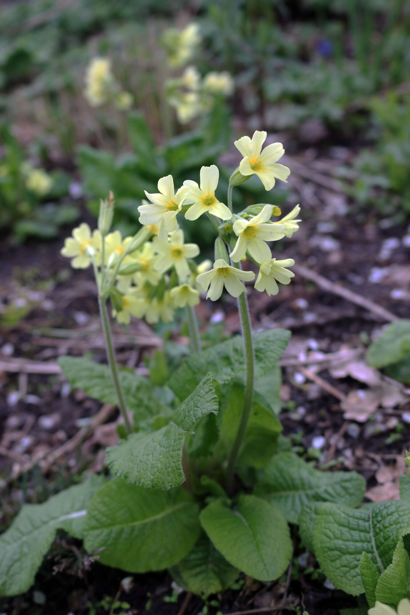 Primula's plukken. Sleutelbloem (Primula) ⋆ plukbloem.nl