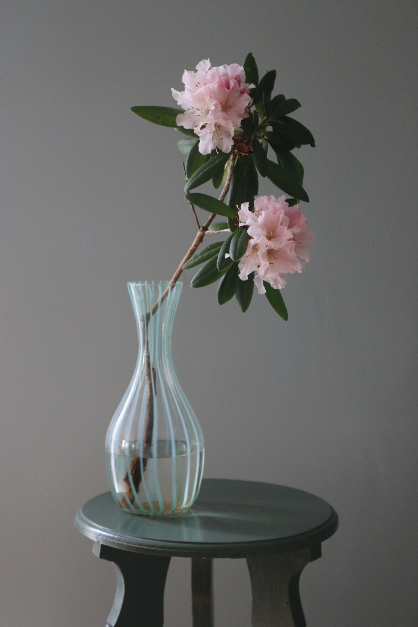 rhododendron