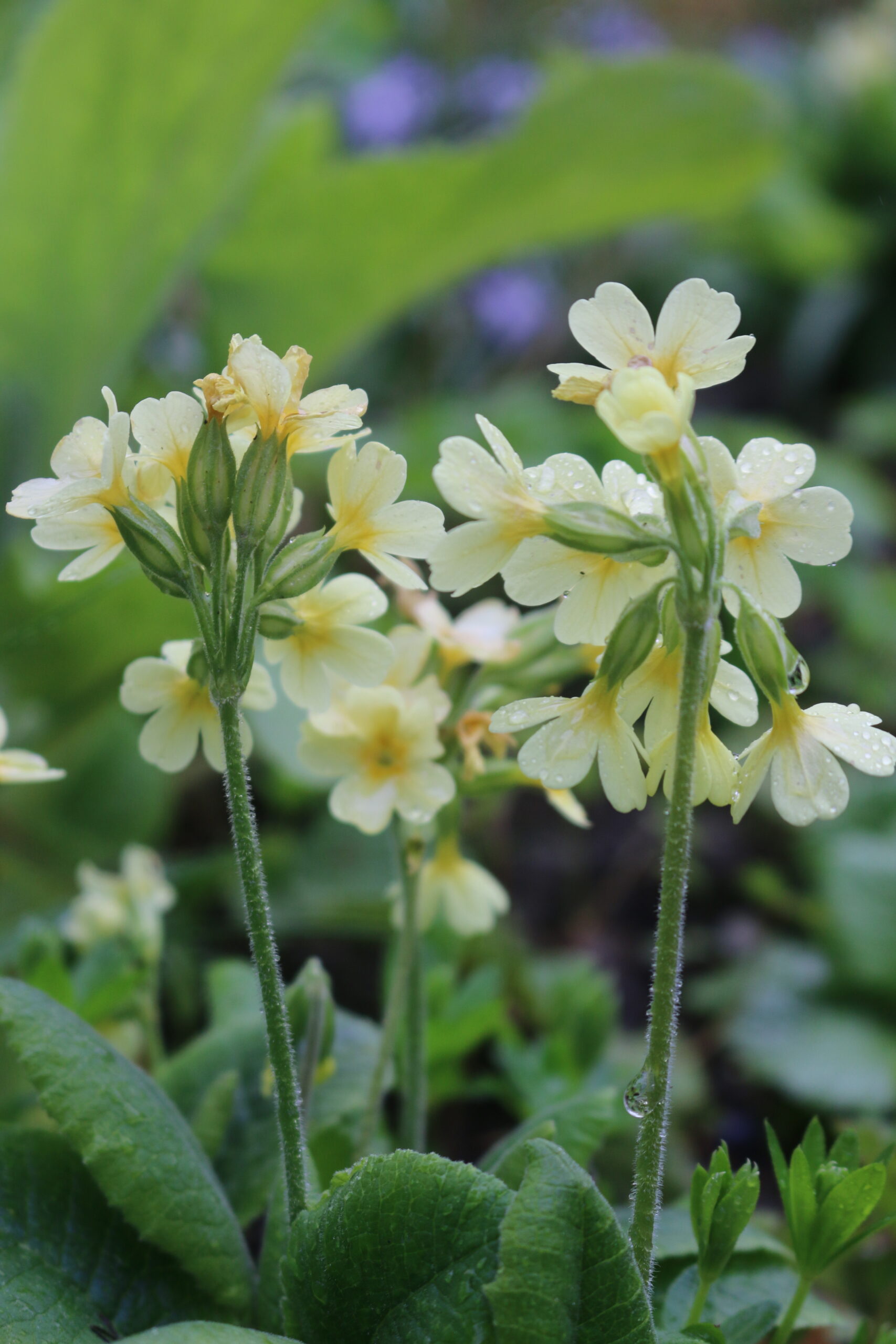 primula