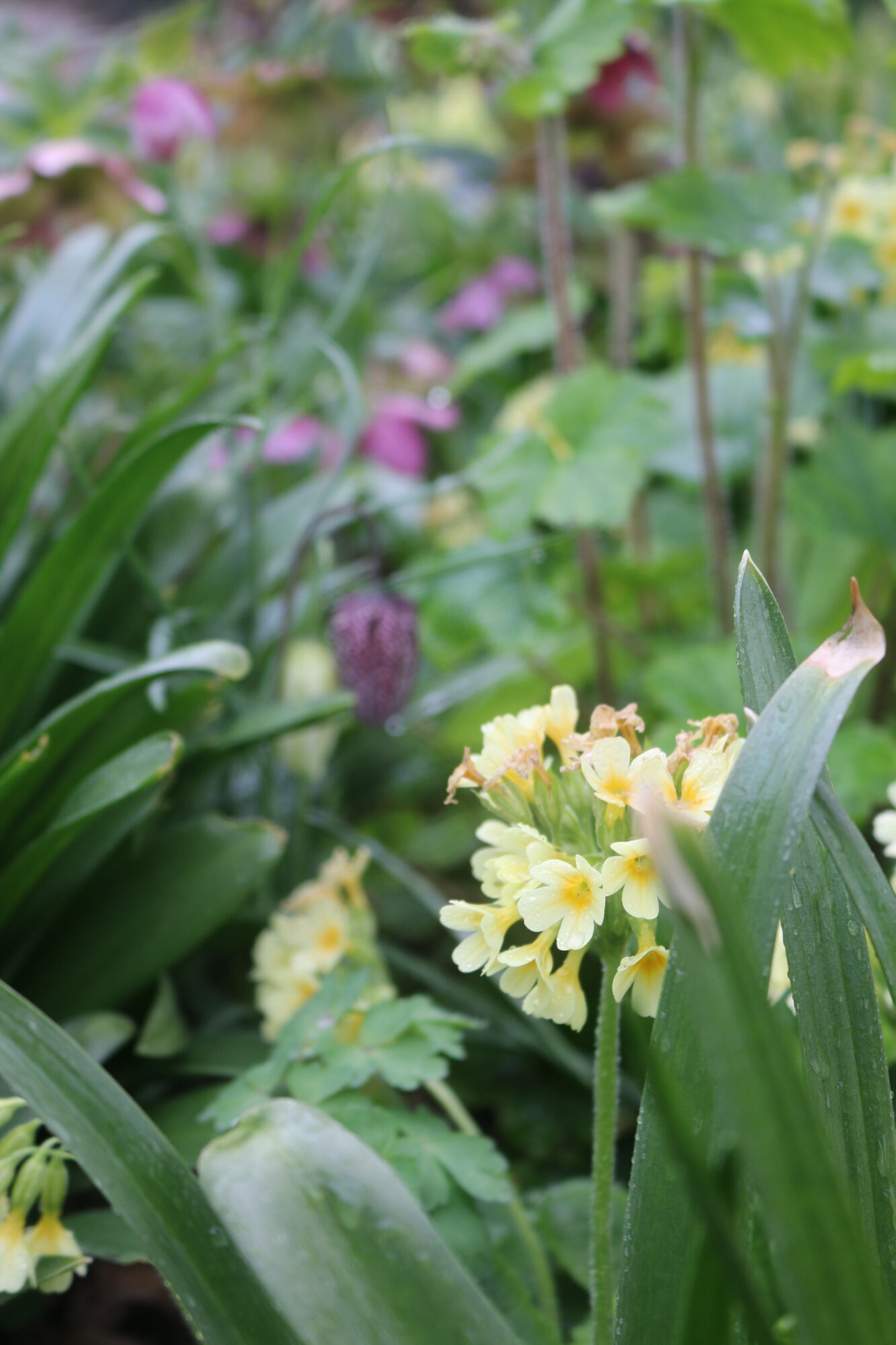 primula