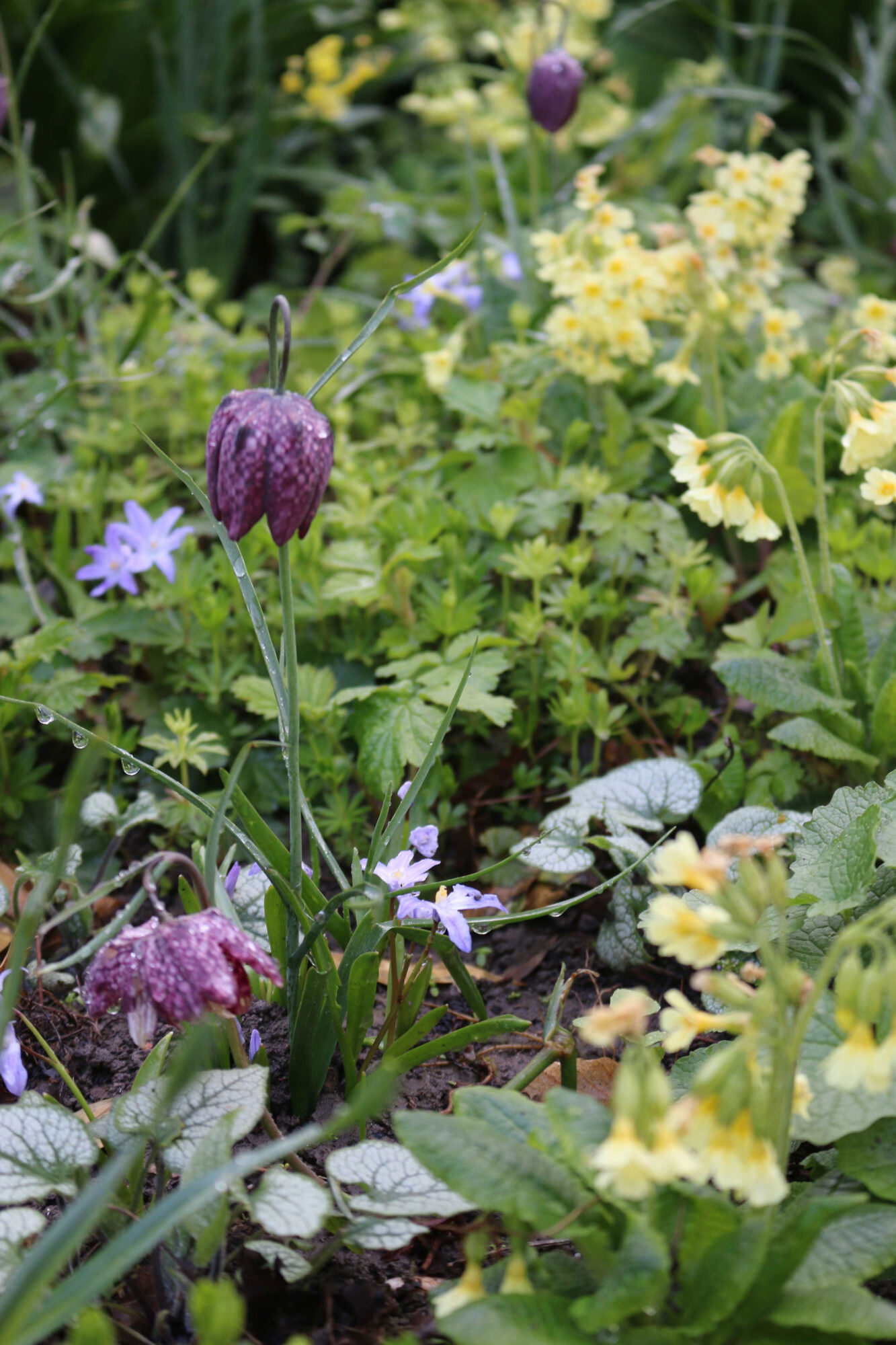 primula