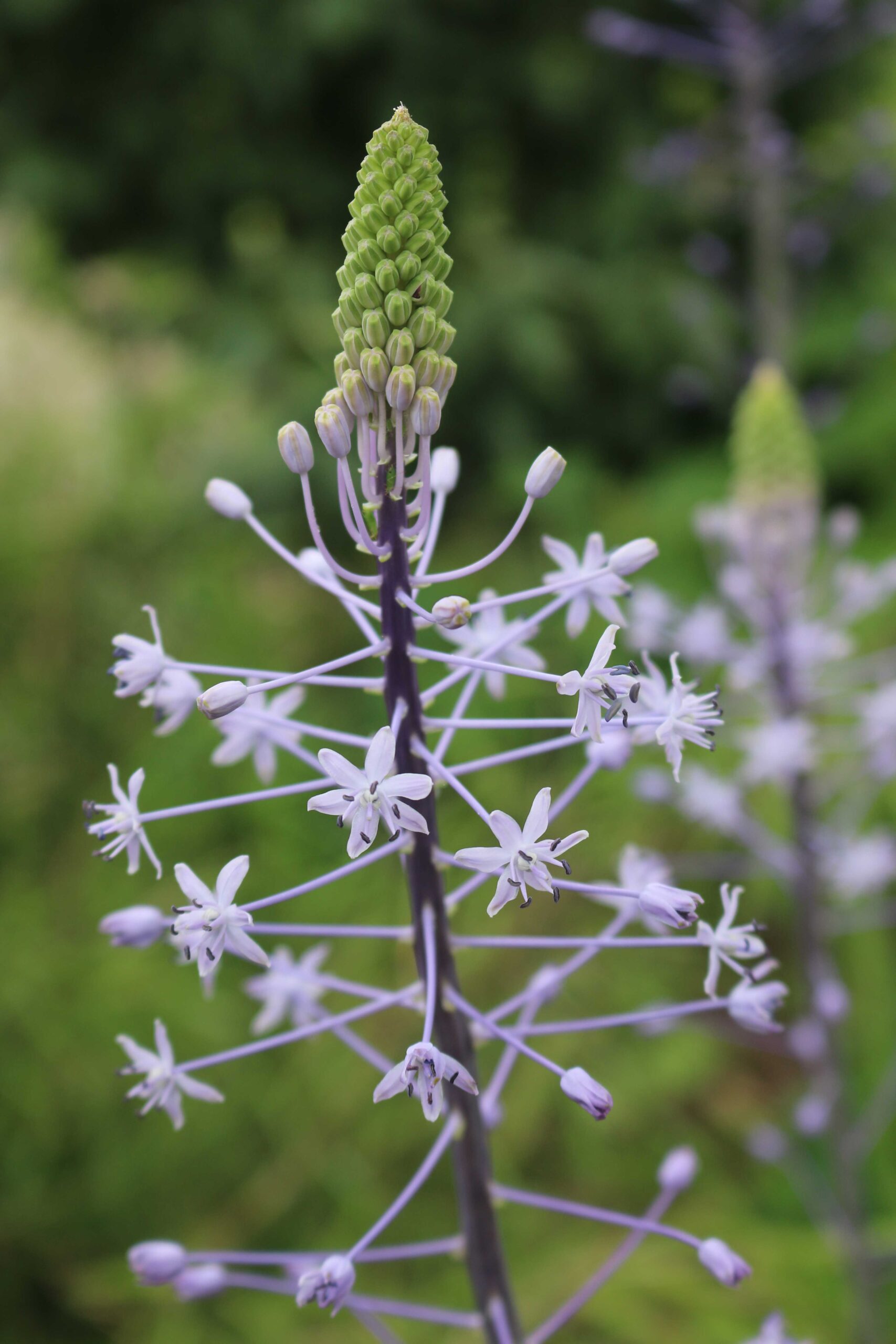 scilla