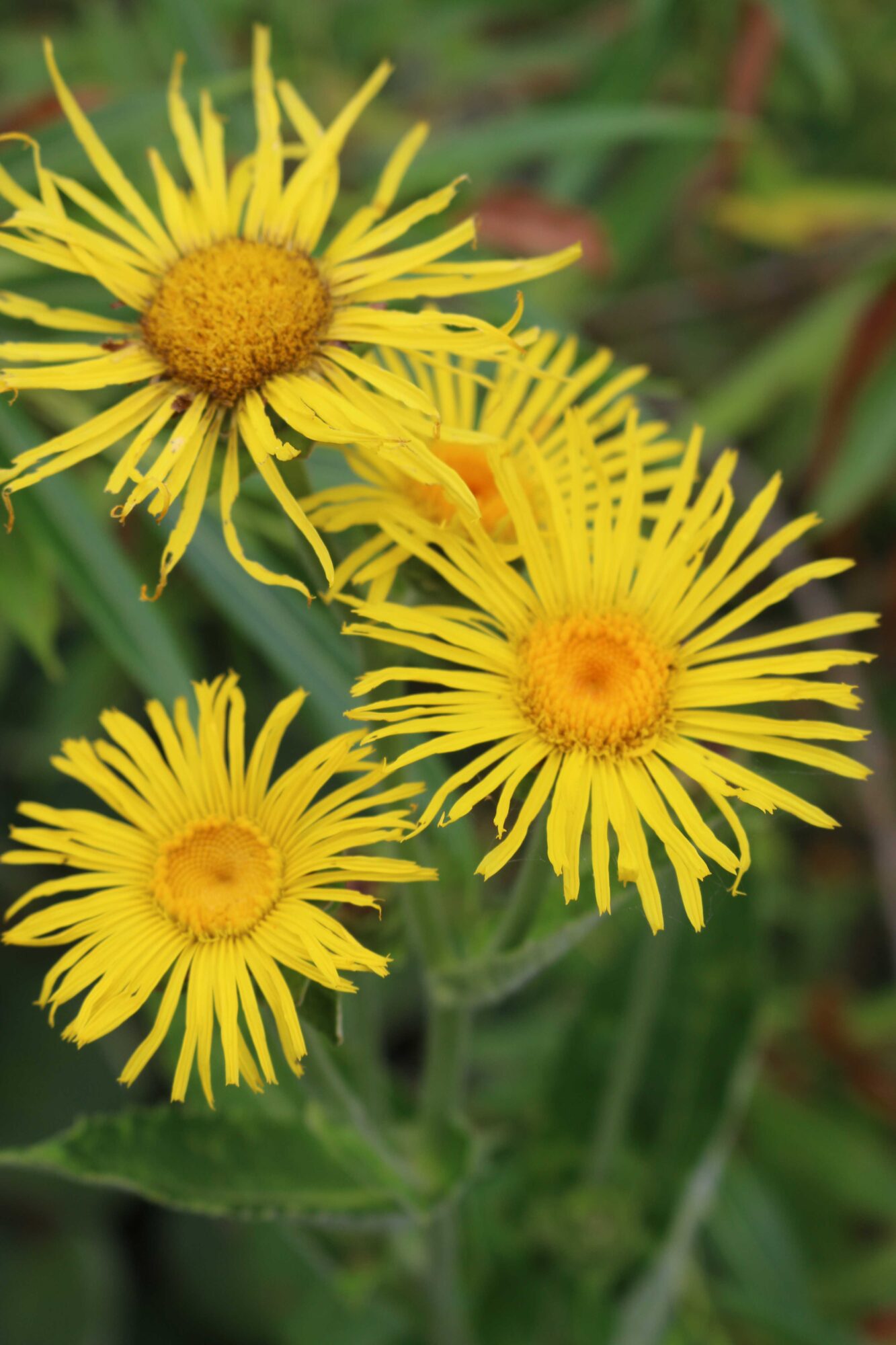 inula