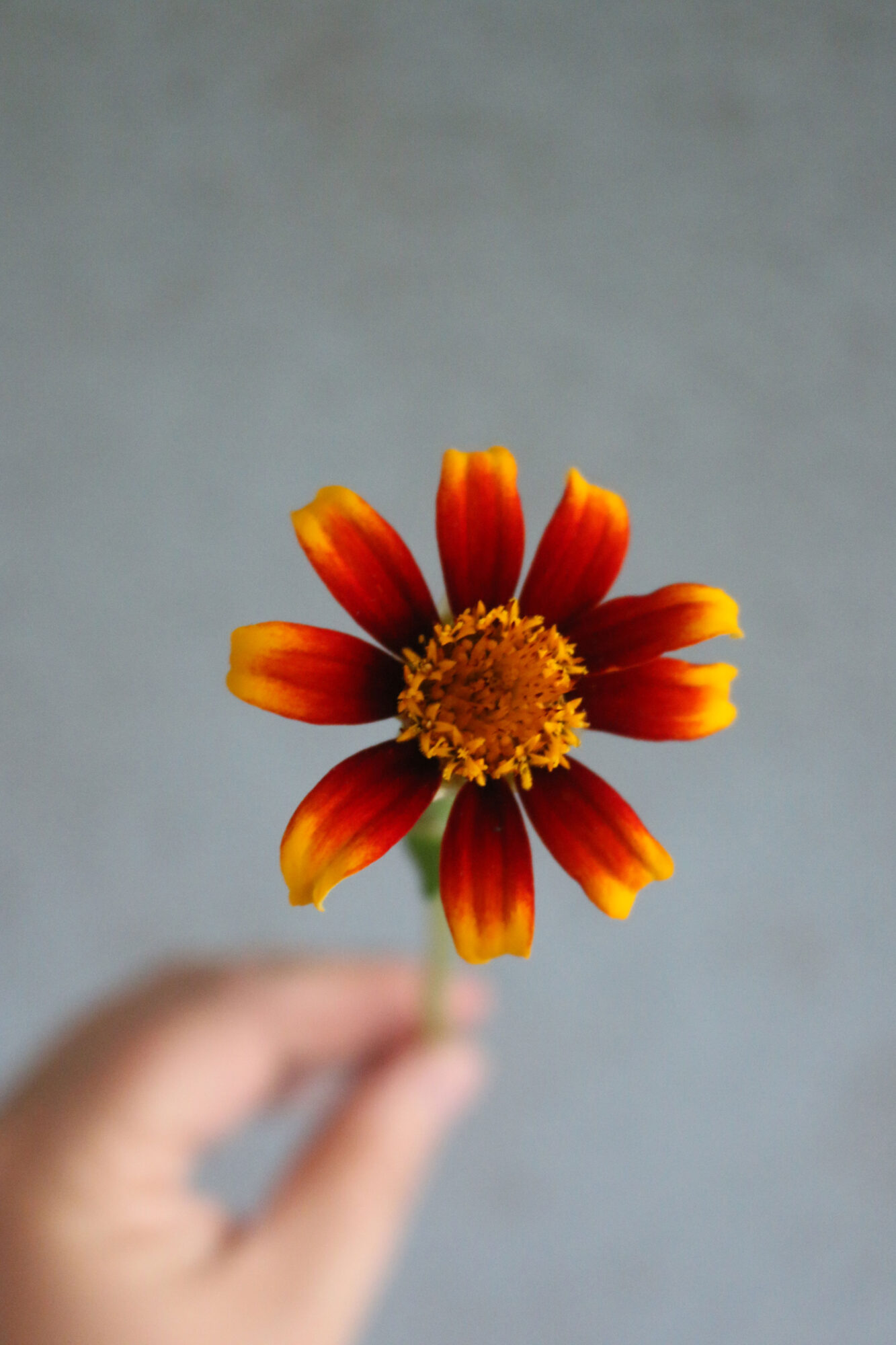 zinnia haageana