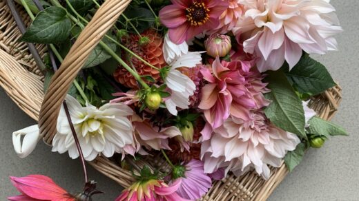 pluktuin plukbloemen pluktuinen plukmand