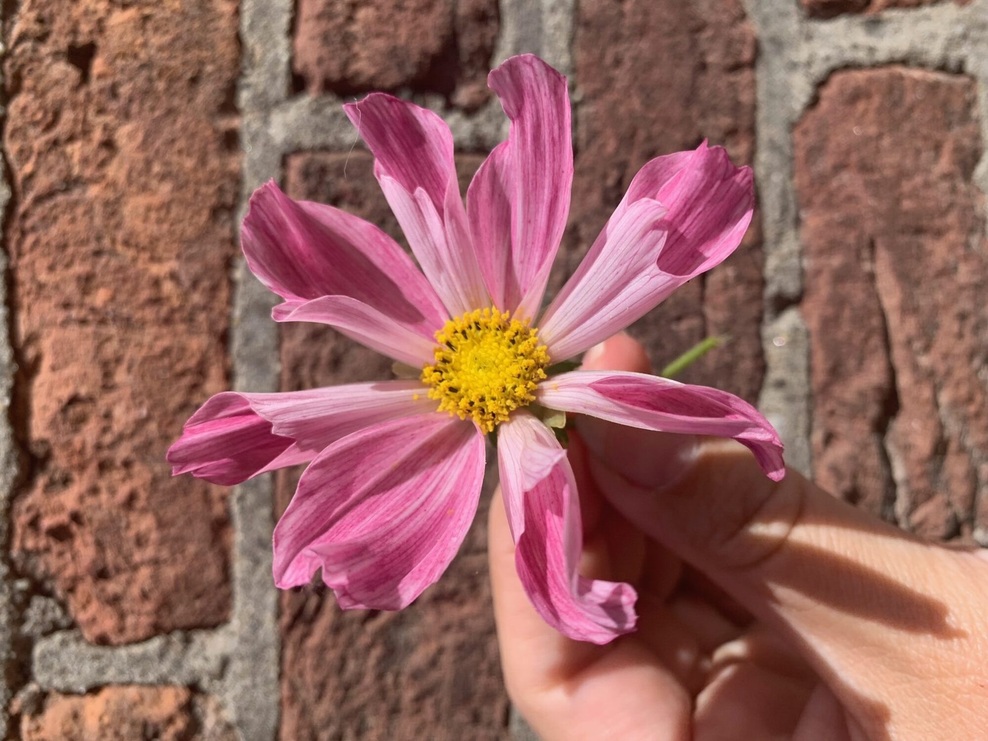 cosmea sea shells
