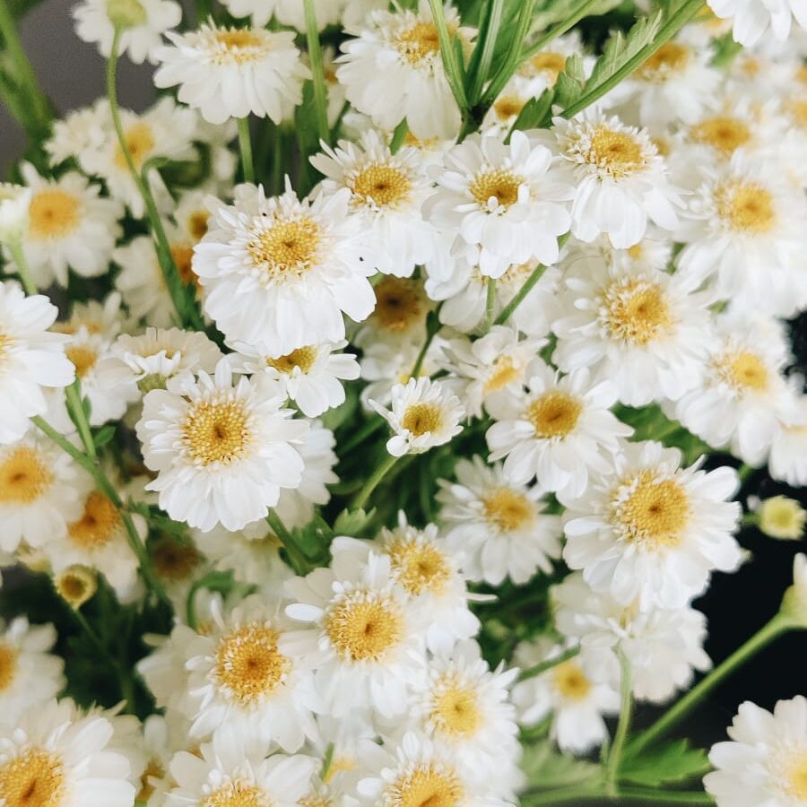 moederkruid snowball