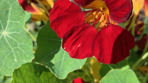 oost-indische kers rood