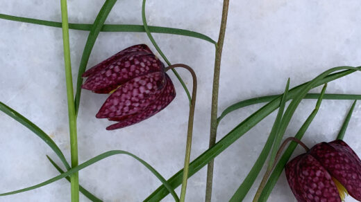 fritillaria meleagris kievitsbloem plukbloem
